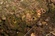 Callirhytis apicalis