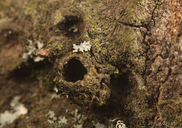 Callirhytis apicalis