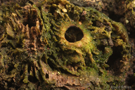 Callirhytis apicalis