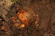 Callirhytis apicalis