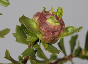 Rhopalomyia californica