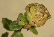 Rhopalomyia californica