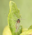 Rhopalomyia californica