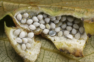 Pemphigus populivenae