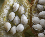 Pemphigus populivenae