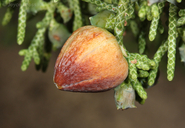 Walshomyia juniperina