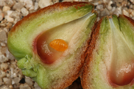 Walshomyia juniperina