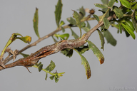 Rhopalomyia baccharis