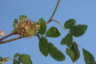 Diplolepis californica