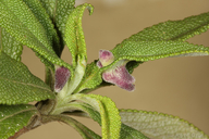 Rhopalomyia audibertiae