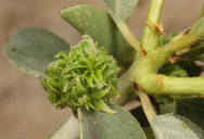 Asphondylia ceanothi