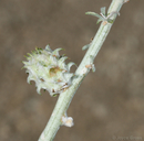 Rhopalomyia utahensis