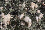 Asphondylia floccosa