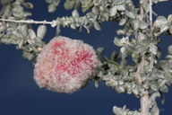 Asphondylia floccosa