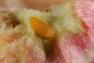 Asphondylia floccosa