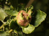 Rhopalomyia californica