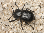 Microschatia championi