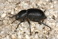 Microschatia championi