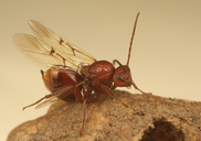 Callirhytis apicalis