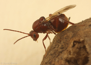 Callirhytis apicalis