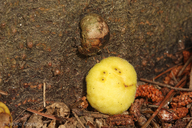 Callirhytis apicalis