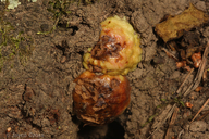 Callirhytis apicalis