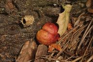 Callirhytis apicalis