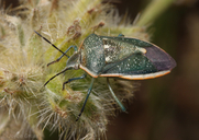 Chlorochroa sayi