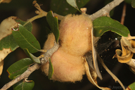 Heteroecus dasydactyli