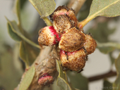 Disholcaspis eldoradensis