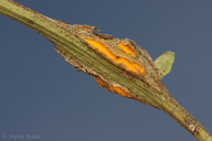 Puccinia evadens