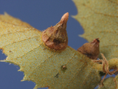 Heteroecus pacificus