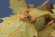 Heteroecus pacificus