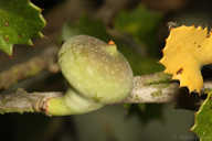 Heteroecus pacificus