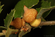 Heteroecus sanctaeclarae