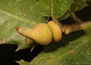 Heteroecus sanctaeclarae