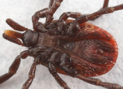 Ixodes pacificus