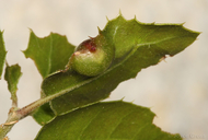 Callirhytis perfoveata