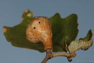 Heteroecus pacificus