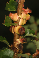 Disholcaspis prehensa