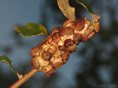 Disholcaspis prehensa