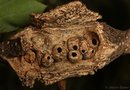 Dryocosmus asymmetricus