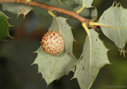 Trichoteras coquilletti