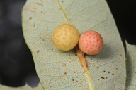 Trichoteras coquilletti