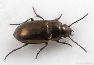 Trachypachus gibbsii