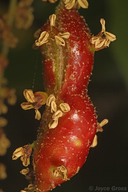 Callirhytis congregata