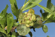 Rhopalomyia californica