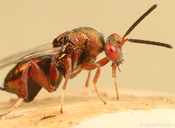 Torymus californicus