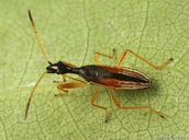 Myodocha serripes