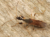 Myodocha serripes